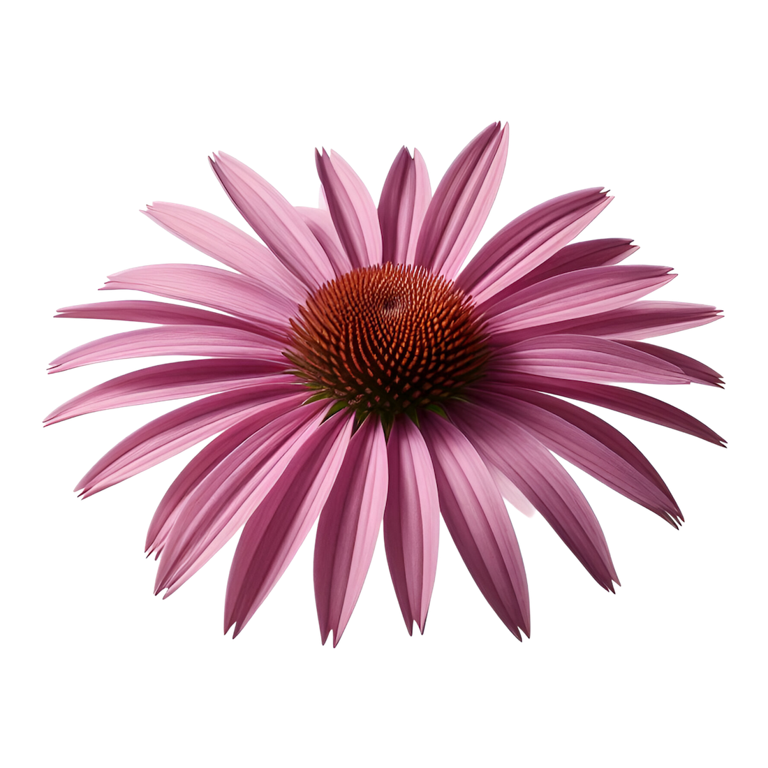 A pink echinacea flower with_20333427