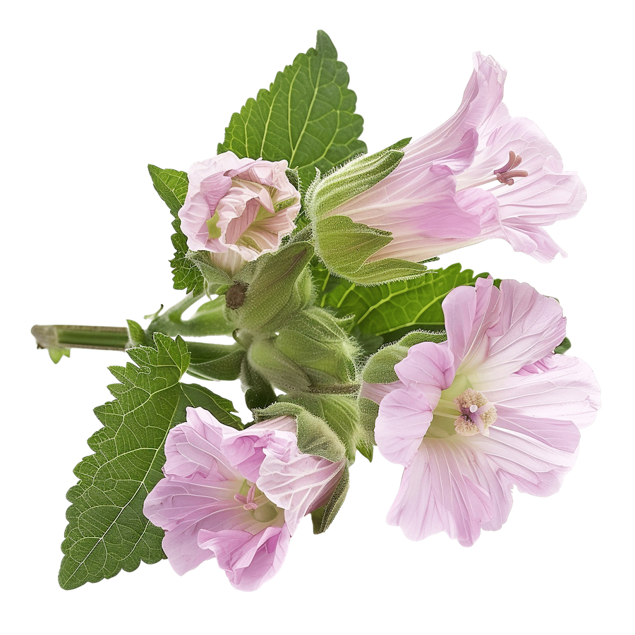 Althaea officinalis flowering plant blossoming_15094964