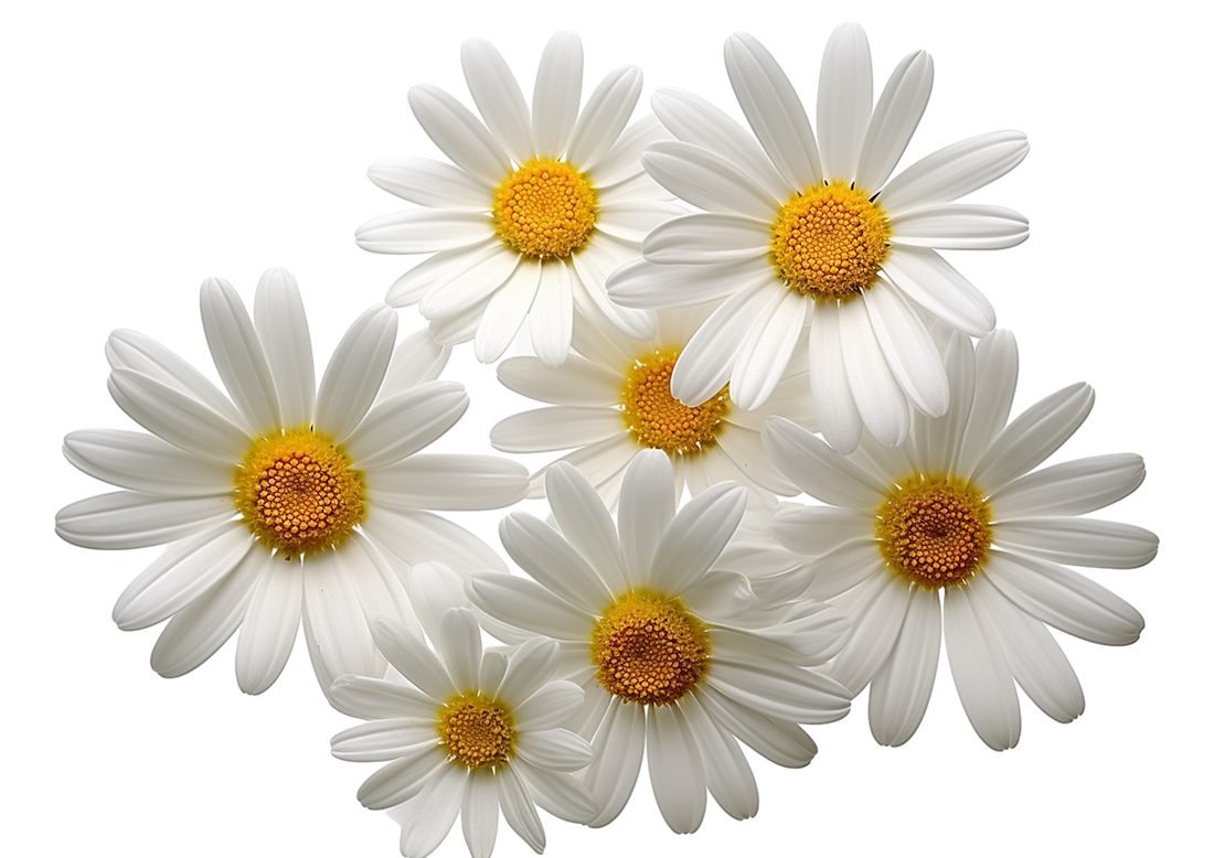 Elegant-white-petal-daisy-chamomile-flowers_21460462
