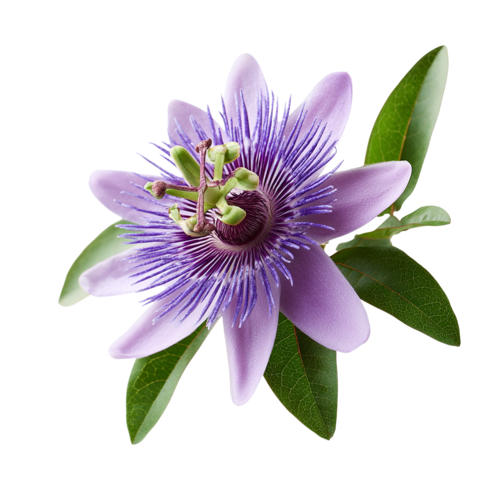 Passion flower isolated on transparent_21506789