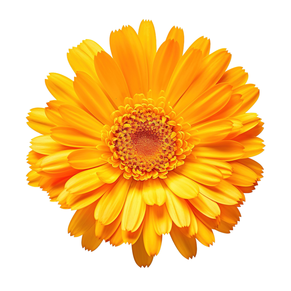 Pot marigold flower_13326067